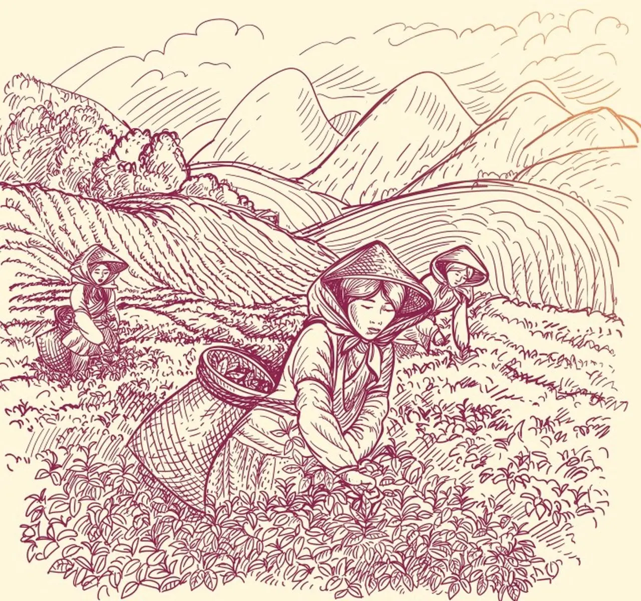 Sản phẩm trà qua các cách chế biến