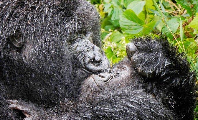 Laugh Out Loud with Nature’s Silliest Stars in the 2025 Nikon Comedy Wildlife Awards