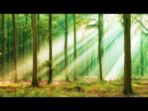 머리가 정화되는 숲 속 치유음악 🎵 편안한 하프연주, 명상음악, 마음이 편안해지는 음악, 휴식음악 (Lake Mood).mp4