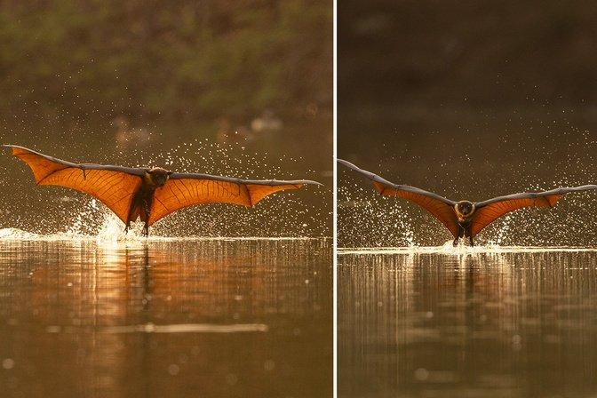 Photographer Captures Once-in-a-Lifetime Moment as Fruit Bats Splash in Water After 2.5-Hour Wait in Scorching Heat
