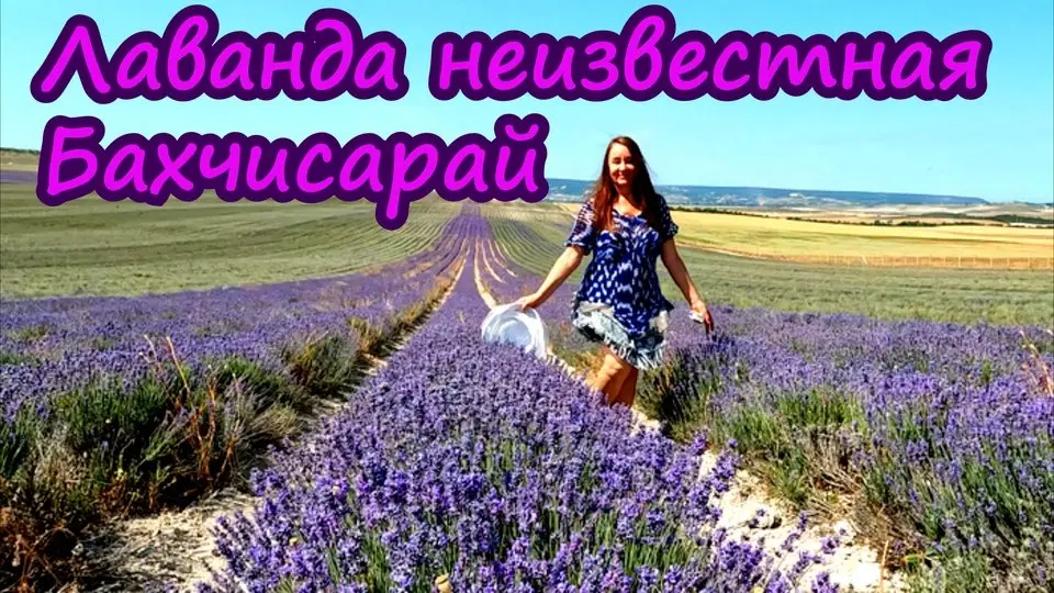 Сногсшибательный аромат лаванды! Не туристическое поле близ Тургеневки. Как собирают лаванду?!