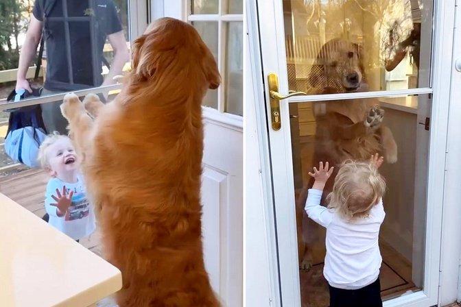 Watch: Toddler Shrieks With Joy Reuniting With His Dog After Daycare — Moment Melts Hearts Worldwide