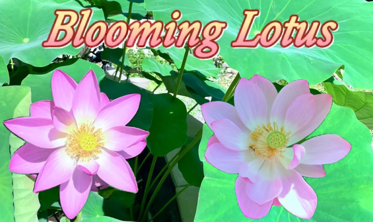 El regalo de verano del patio: loto en plena floración