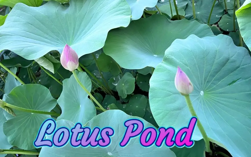 El hermoso estanque de lotos después de la lluvia: Un preludio de verano en el patio trasero; Las flores de loto están a punt