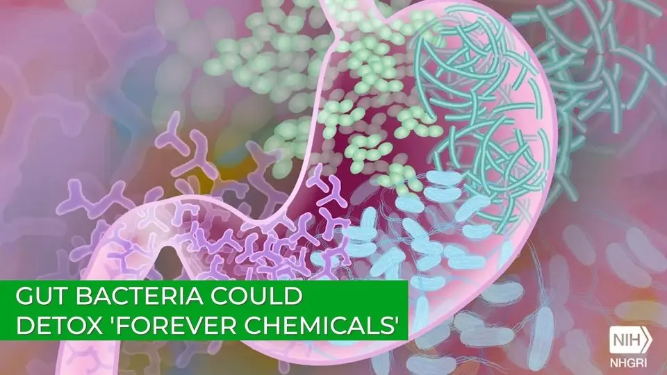 Gut Bacteria Could Detox 'Forever Chemicals'