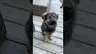Super Smart and Affectionate Dogs