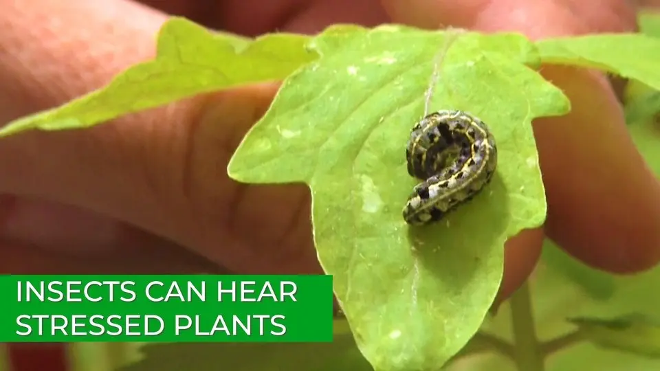 Insects Can Hear Stressed Plants