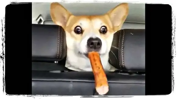 Я ЭТО ЛЮБЛЮ) Приколы с Животными Подборка | Funny Animals Compilation #641