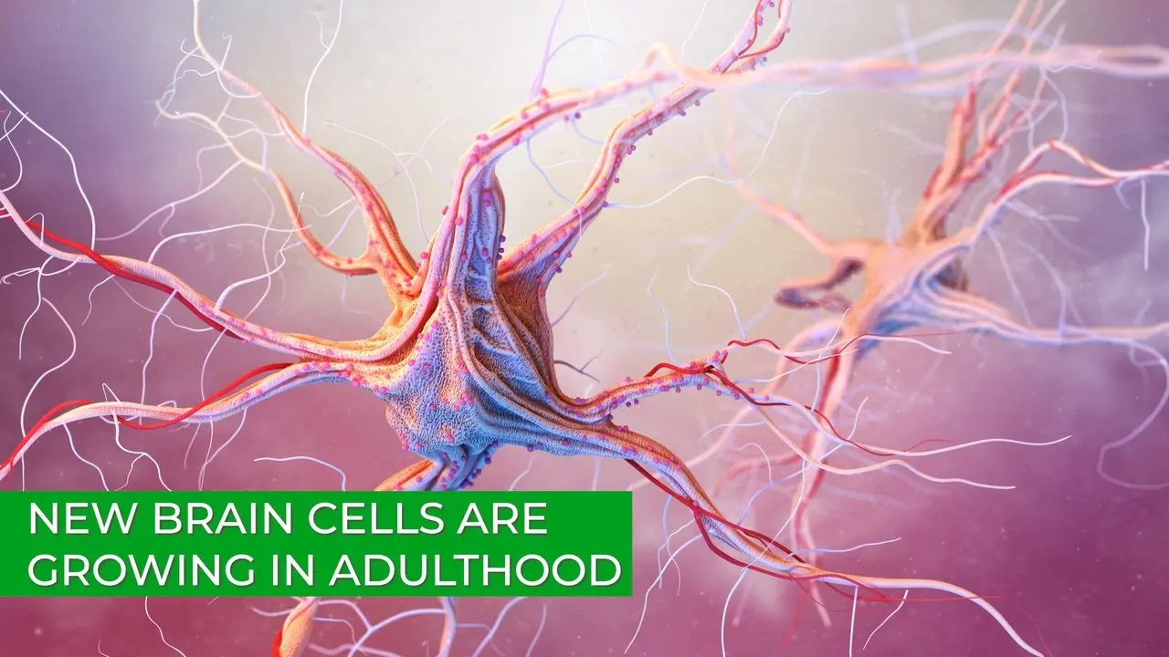 New Brain Cells Are Growing in Adulthood