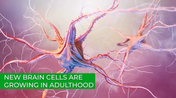 New Brain Cells Are Growing in Adulthood