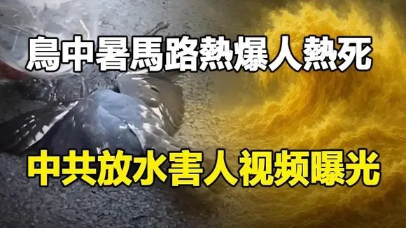🔥🔥鳥中暑 馬路熱爆 多人熱死 中國再創高溫紀錄❗洪水淹半個中國 7省民眾死傷慘重 災民拍到中共放水害人❗中國水深火熱 無處可逃❗