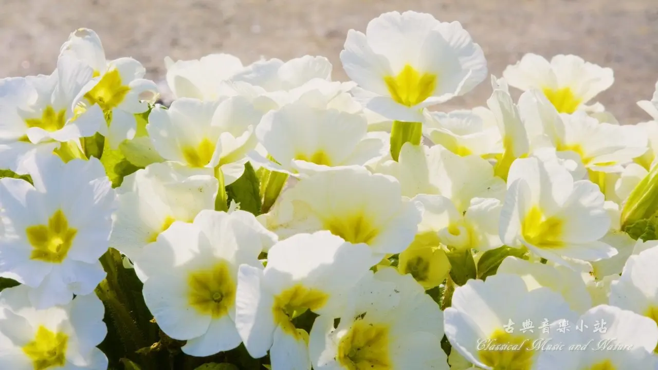 Granados: Dedicatoria (From Cuentos De La Juventud Opus 1), Guitar